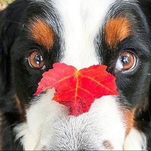 Meet your Posher, Brenda